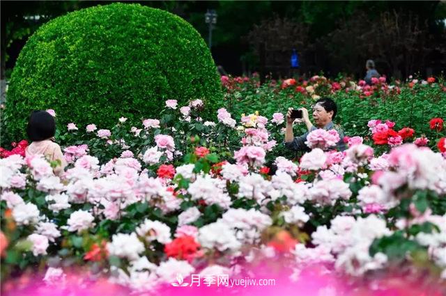 天津月季市花文化(圖2)