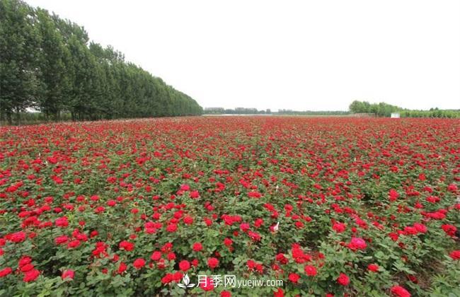 種植一畝玫瑰花的利潤(圖3)