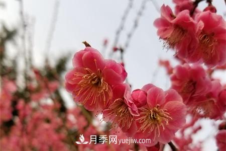 南京適合養(yǎng)月季，市花和市樹是什么(圖1)