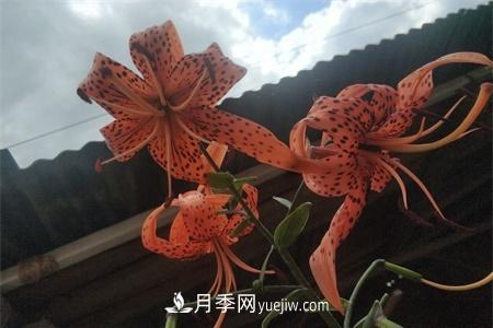 伊春適合養(yǎng)月季，市花和市樹(shù)是什么(圖1)