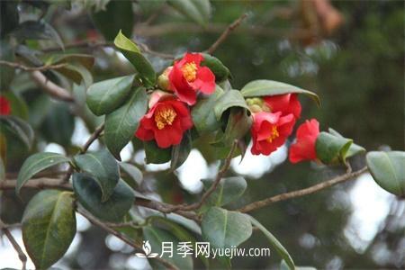 溫州適合養(yǎng)月季，市花和市樹是什么(圖1)