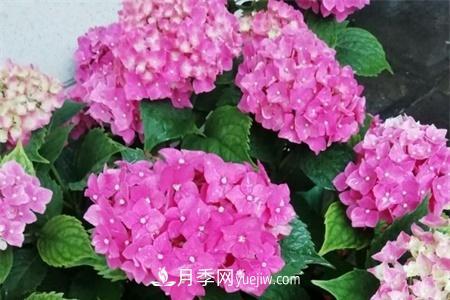 揚州適合養(yǎng)月季花，市花和市樹是什么(圖1)