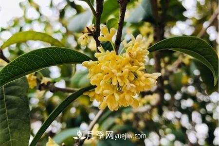 威海適合養(yǎng)月季花，市花和市樹是什么(圖2)