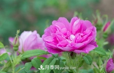 沈陽(yáng)適合養(yǎng)月季花，市花和市樹(shù)是什么(圖1)