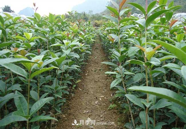 南陽桂花樹價格表(圖2)