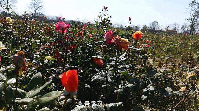 江蘇泗陽：一片葉子繁育成100萬株花卉 帶動一方月季產(chǎn)業(yè)(圖2)