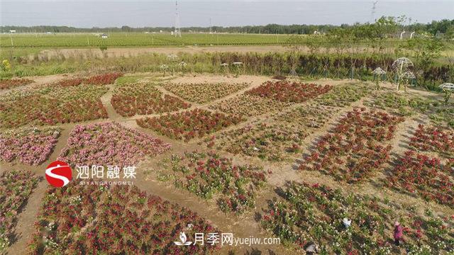 宿遷泗陽：70萬株月季繪就巨型“花開圖”(圖2)