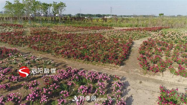 宿遷泗陽：70萬株月季繪就巨型“花開圖”(圖1)