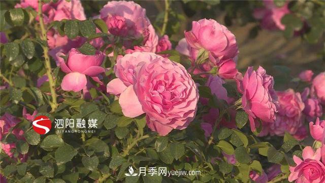 宿遷泗陽：70萬株月季繪就巨型“花開圖”(圖3)