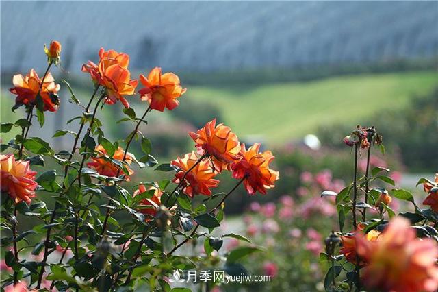 不畏嚴(yán)冬忘我綻放 上海辰山月季花開(kāi)不厭四時(shí)春(圖1)