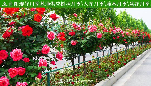 一年長占四時春—月季花，月季網(wǎng)帶你重新認(rèn)識月季(圖3)