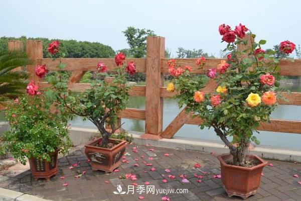 樹樁月季花的養(yǎng)殖方法(圖1)