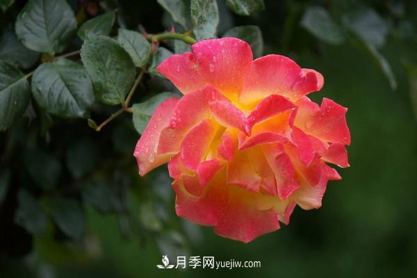 月季花怎么澆水 月季花施肥方法(圖1)