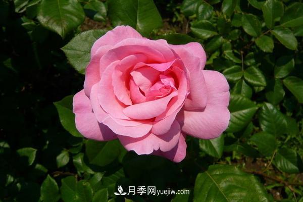 月季花怎么澆水 月季花施肥方法(圖3)