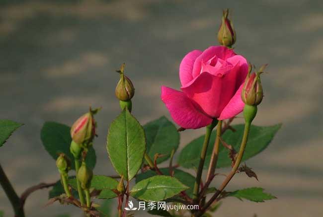 月季花的栽培技術(shù)和***佳種植時間？(圖1)