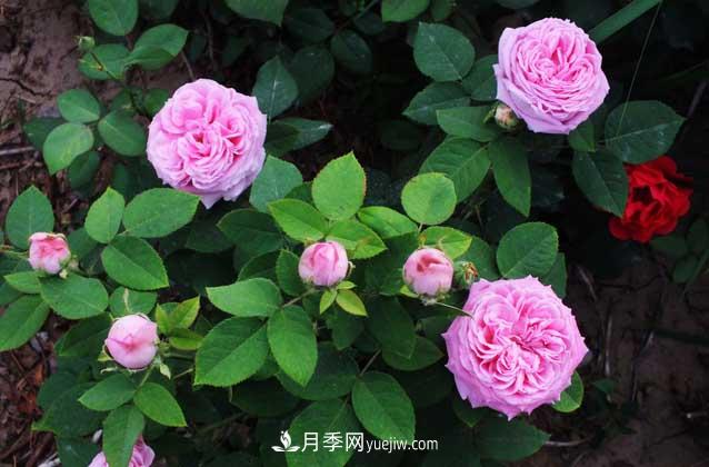 月季花什么時(shí)候開(kāi)花？什么時(shí)候播種？(圖1)