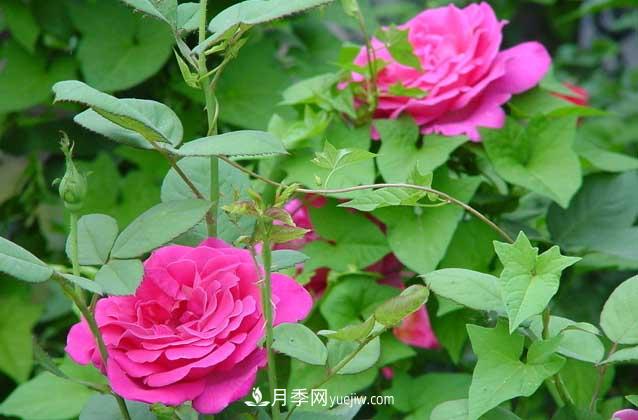 盆栽月季花怎么養(yǎng)？對(duì)環(huán)境有什么要求？(圖2)