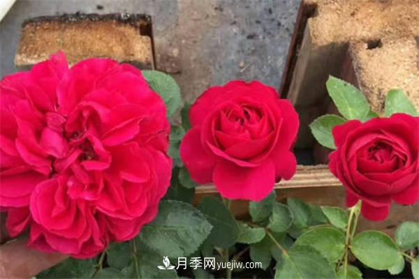 月季品種紅達和紅龍的區(qū)別 二者有什么不同(圖2)