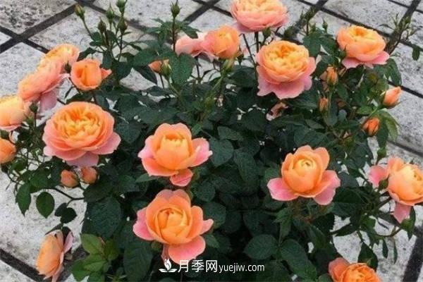 果汁陽臺月季一年開幾次花 如何促進(jìn)開花(圖2)