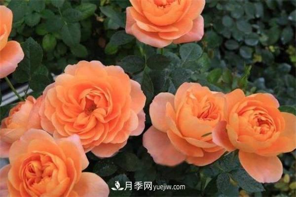 果汁陽臺月季一年開幾次花 如何促進(jìn)開花(圖1)