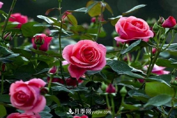 網(wǎng)購月季花苗怎樣栽活 月季換盆時(shí)間及方法(圖1)