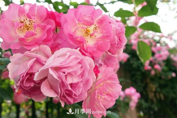 薔薇嫁接月季的時間 什么時候嫁接好(圖1)