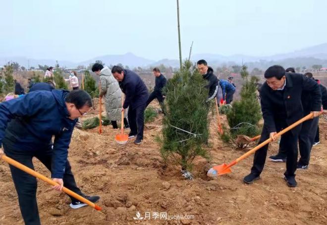 南陽市臥龍區(qū)：千人同植樹 共建生態(tài)林(圖1)