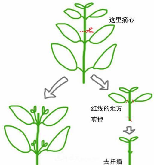 月季的摘蕾摘心(圖1)