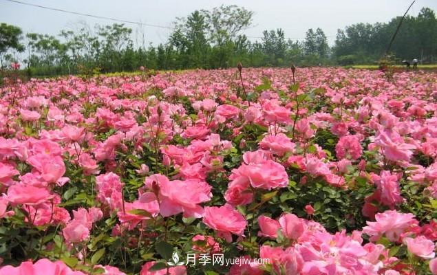 月季花是大家都知道的一種花卉的統(tǒng)稱，什么叫豐花月季？(圖1)