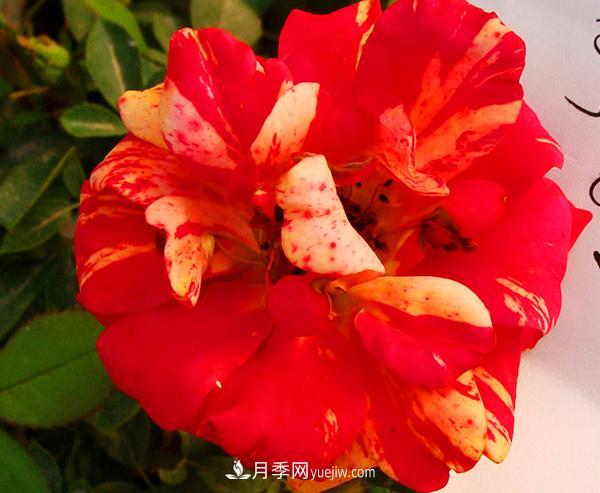 很多花店每逢節(jié)日必火的紅玫瑰，它的真身其實是月季花。(圖1)