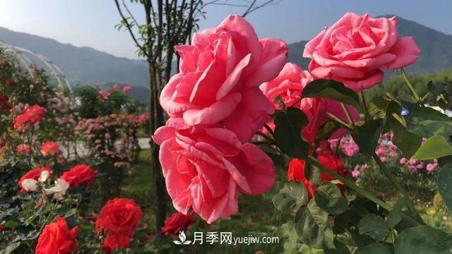 湖北咸寧通城：月季花開 “綻放”百姓幸福生活(圖3)