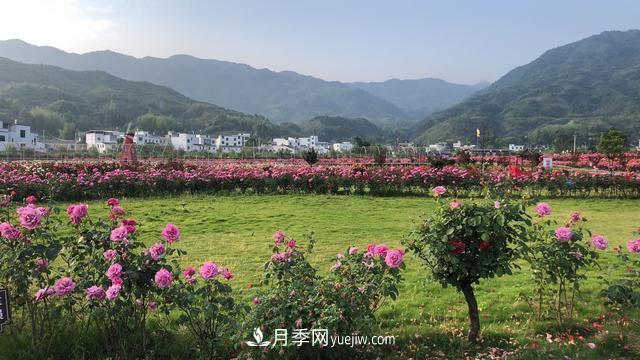 湖北咸寧通城：月季花開 “綻放”百姓幸福生活(圖5)