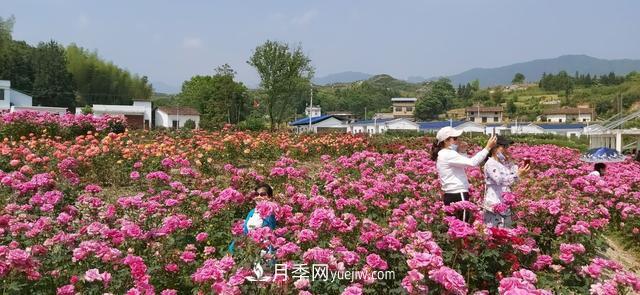 湖北咸寧通城：月季花開 “綻放”百姓幸福生活(圖4)