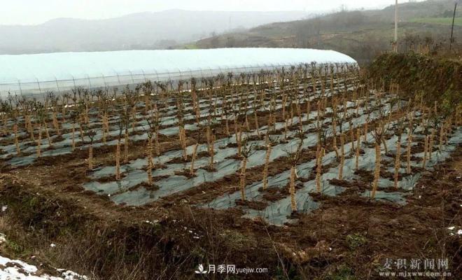 甘肅天水市麥積鎮(zhèn)北灣村： 月季花開幸福來(圖1)