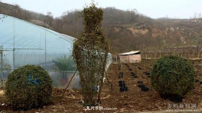 甘肅天水市麥積鎮(zhèn)北灣村： 月季花開幸福來(圖5)