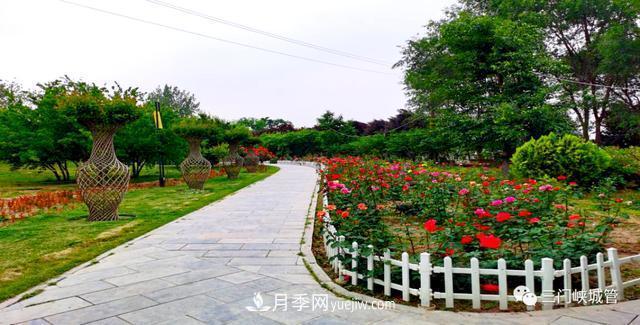 三門峽：栽植9000余株月季 陜州公園月季花海有美景(圖2)