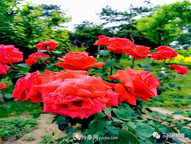 三門峽：栽植9000余株月季 陜州公園月季花海有美景(圖3)