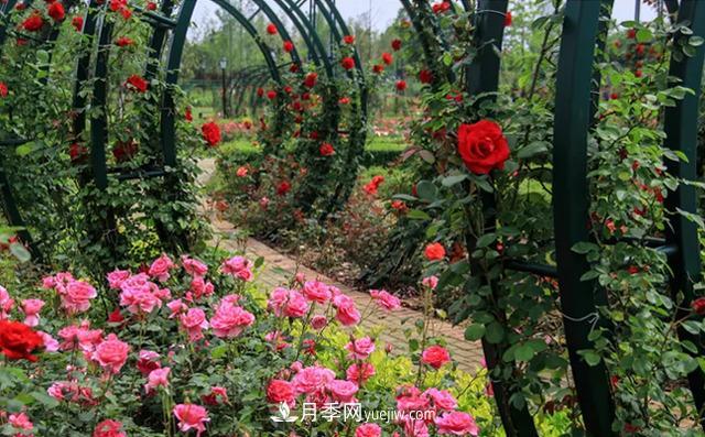 新余凱光植物園，新余人看月季的好地方(圖1)