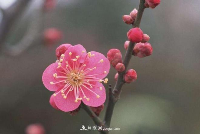 淮北市的市花是什么？月季花的花語寓意(圖3)