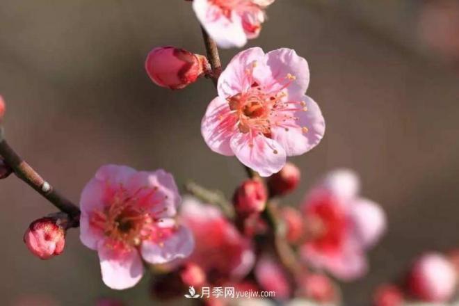 淮北市的市花是什么？月季花的花語寓意(圖1)