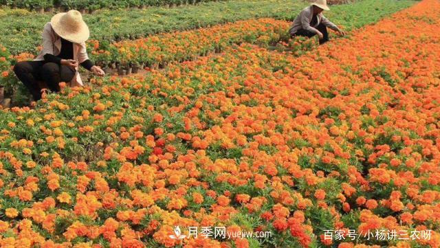 十條扶持政策，身為苗木人，你一定要知道(圖1)