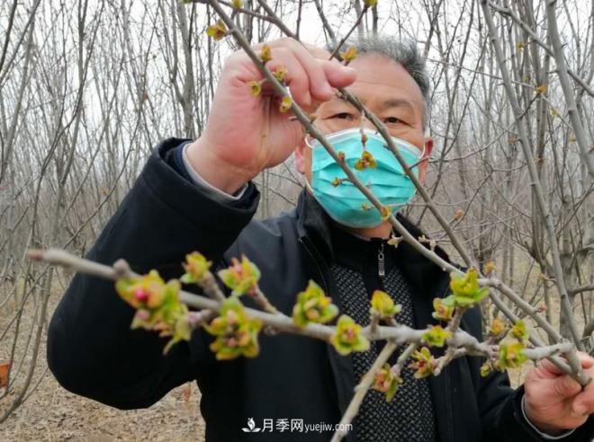 連云港浦南鎮(zhèn)：苗木和生態(tài)土雞面臨滯銷盼解困(圖1)