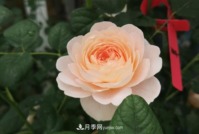 月季和玫瑰，她們都叫Rose！美麗與浪漫的化身(圖1)