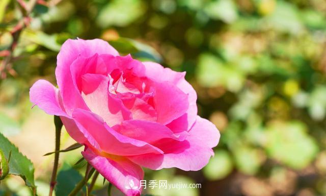 月季花好養(yǎng)嗎？給你養(yǎng)殖方法，養(yǎng)過(guò)后就欲罷不能(圖2)