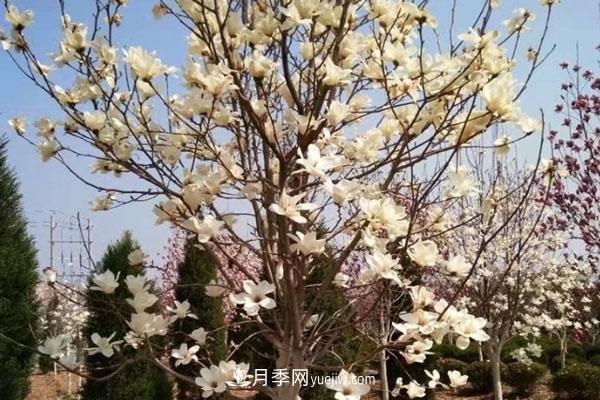 廣玉蘭和白玉蘭的區(qū)別，不同與相同之處(圖7)