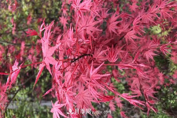 雞爪槭和紅楓的區(qū)別，葉片、枝干、花果期(圖1)