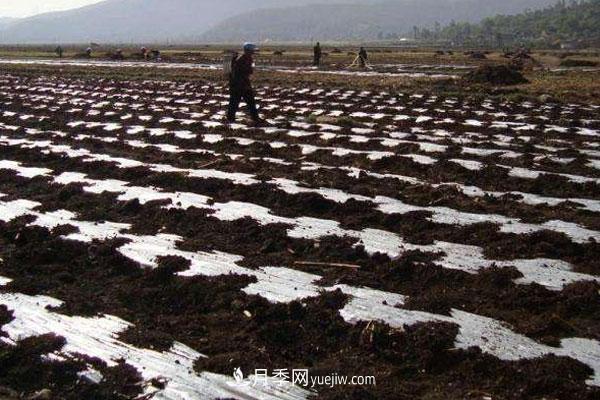 什么樣的土質適合種植灌木植物(圖1)