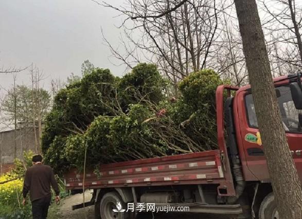 夏季移植桂花苗的注意事項(圖3)