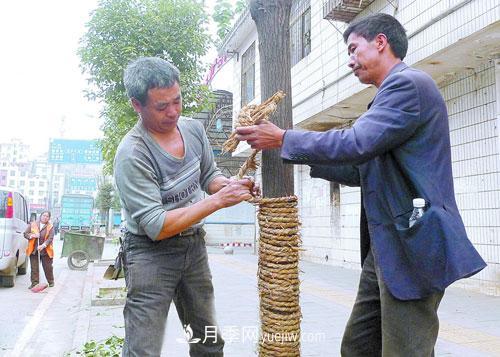 草繩繞樹干對移栽月季樹和苗木有那些好處(圖2)