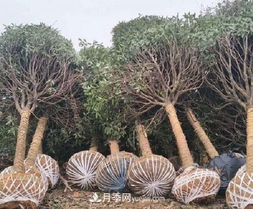 草繩繞樹干對移栽月季樹和苗木有那些好處(圖1)